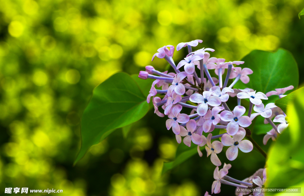 丁香花