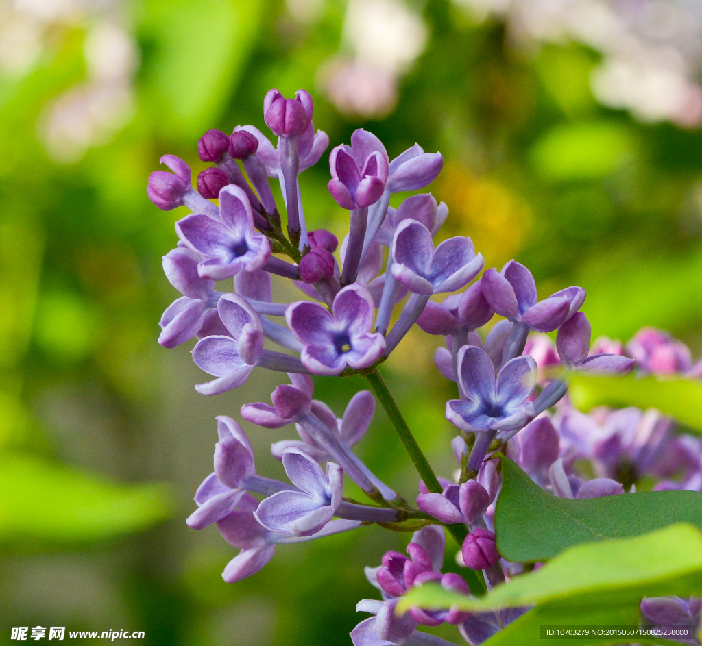 丁香花