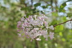 丁香花