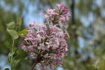 丁香花