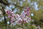 丁香花