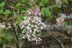 丁香花