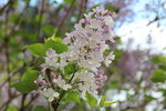 丁香花
