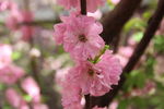 榆叶梅花