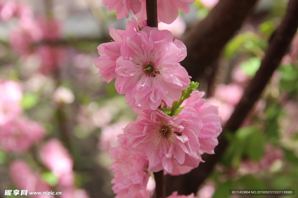 榆叶梅花