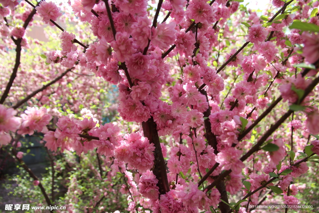 榆叶梅花