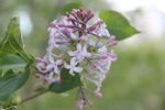 丁香花