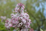 丁香花