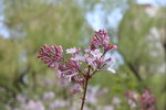 丁香花