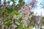 丁香花