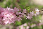 榆叶梅花