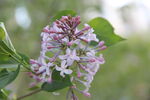 丁香花