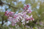 丁香花