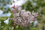 丁香花