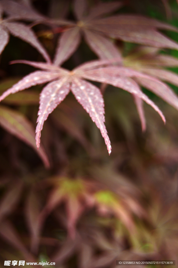 枫叶摄影