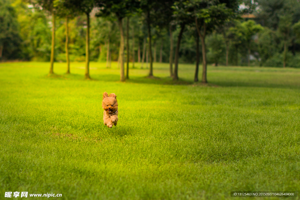 贵宾犬
