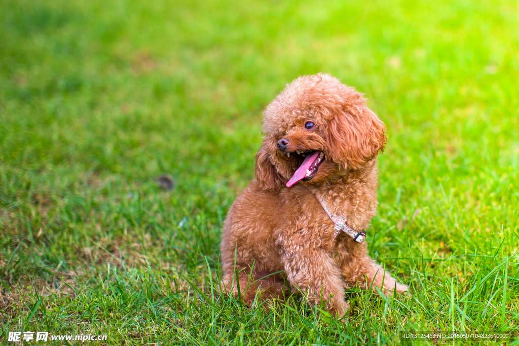 贵宾犬