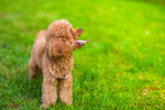 贵宾犬