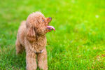 贵宾犬