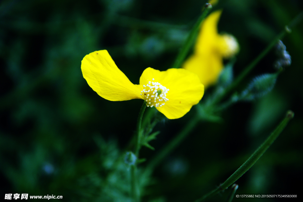 秃疮花