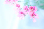 花 花卉 绿色 粉红 天竺葵