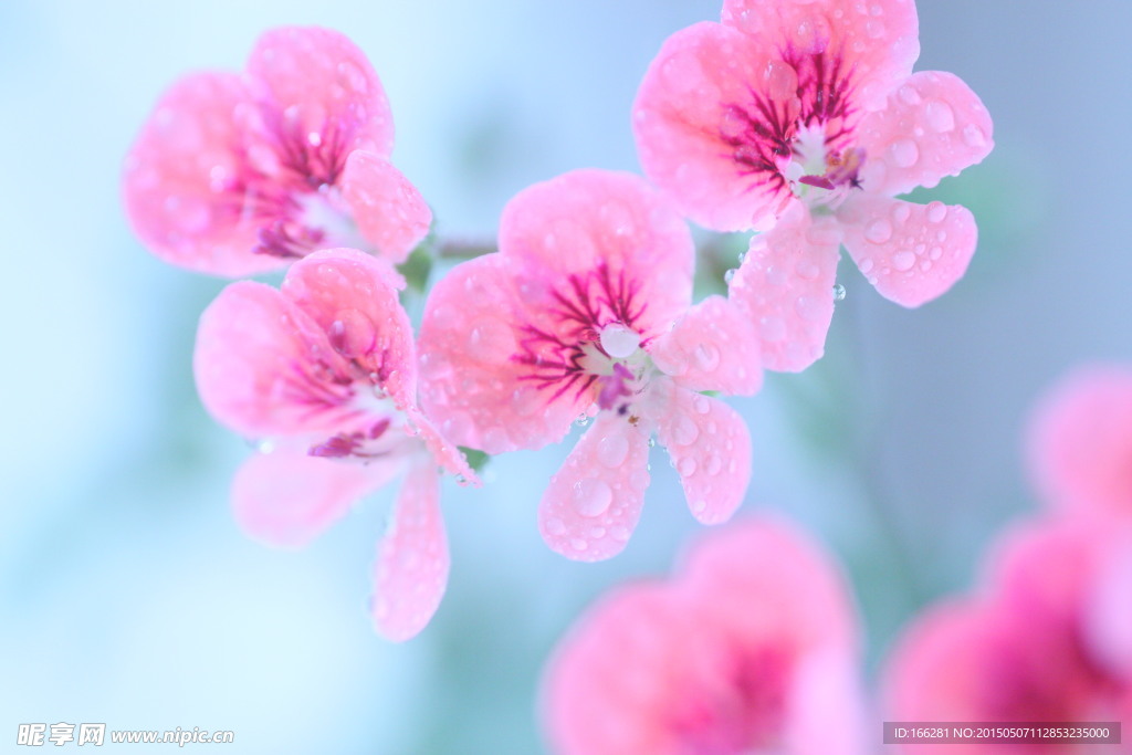 粉红天竺葵