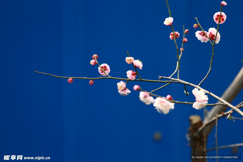 蓝调梅花