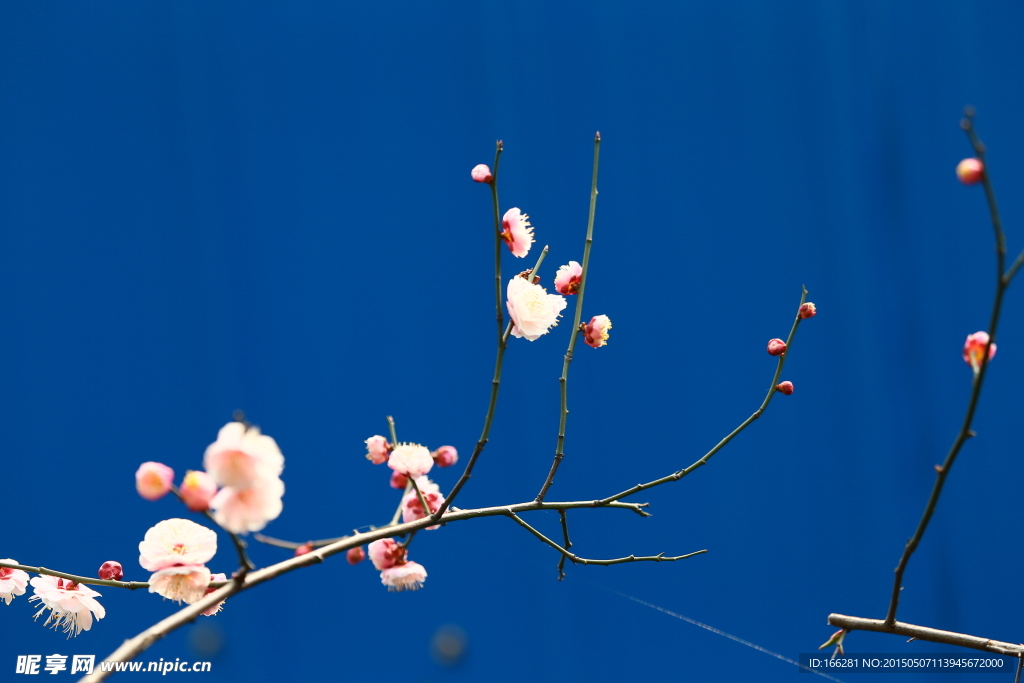 蓝调梅花