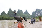 鱼鹰