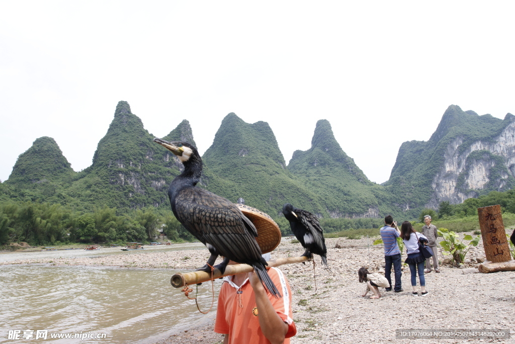 鱼鹰