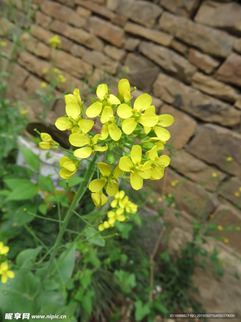 高清油菜花