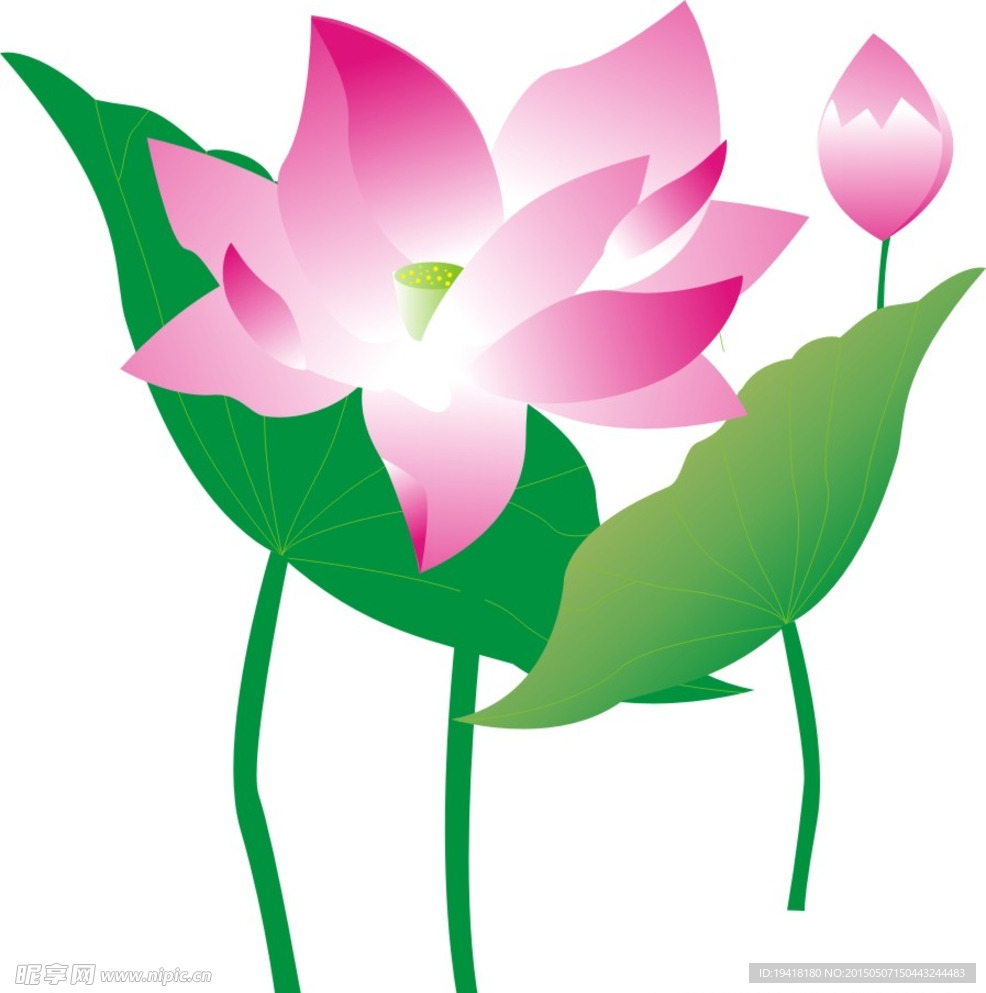 荷花图