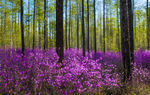 杜鹃花