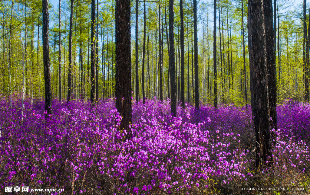 杜鹃花