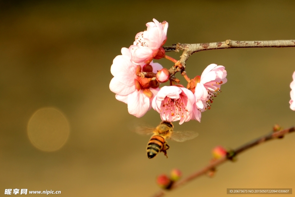 蜂恋花