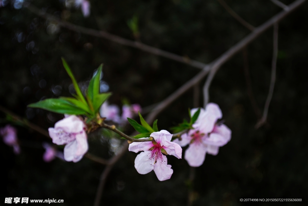 桃花