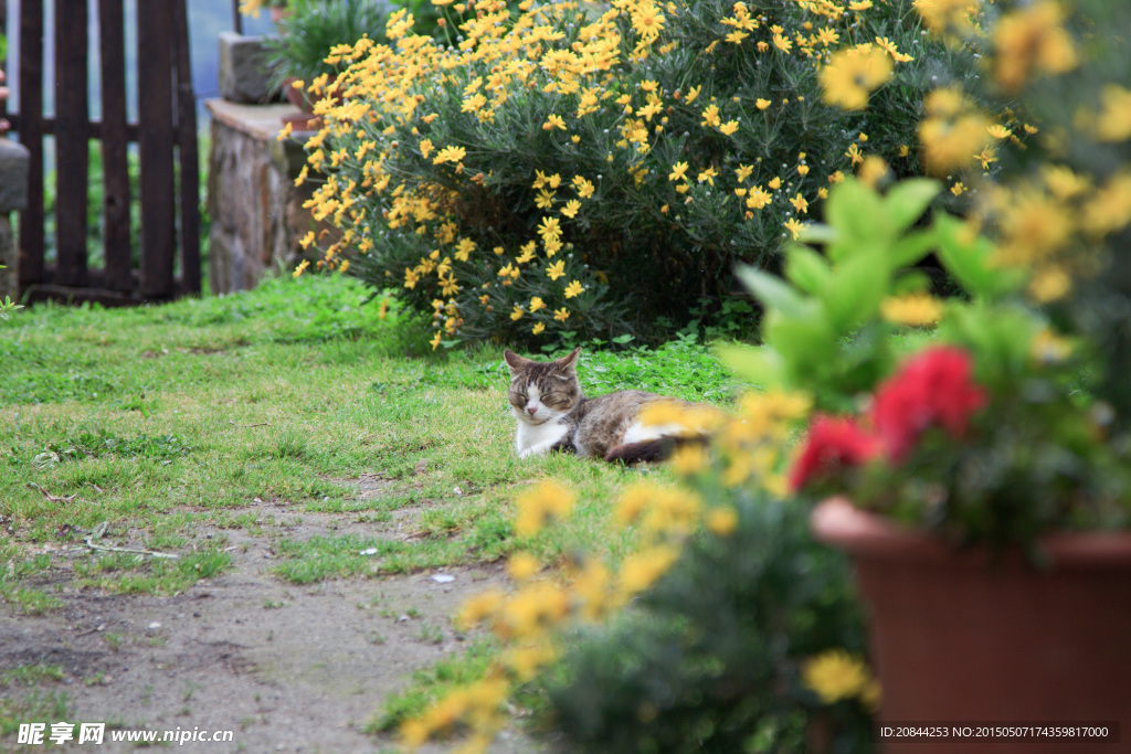 花丛里的猫