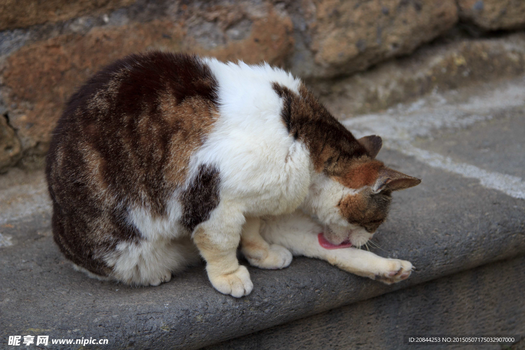 猫