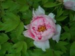 牡丹花