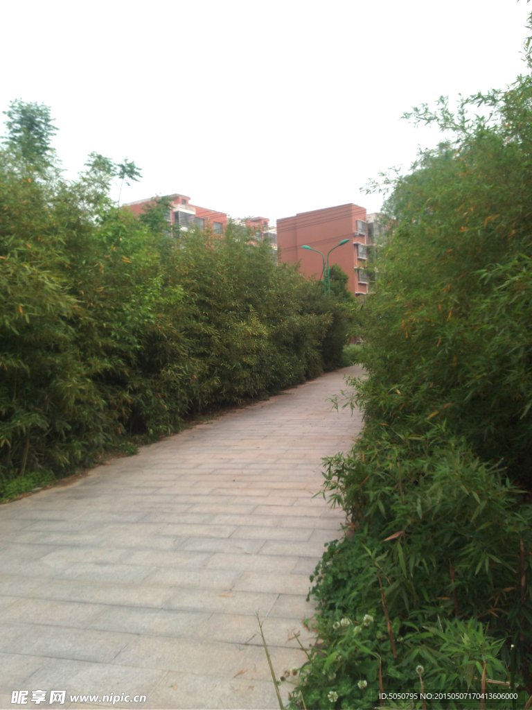 竹林小道