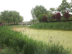 公园湖景水草