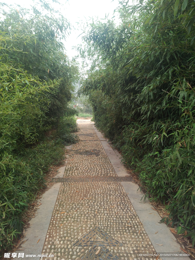 竹林小道