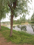 湖景垂柳