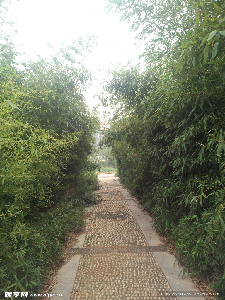 竹子小道