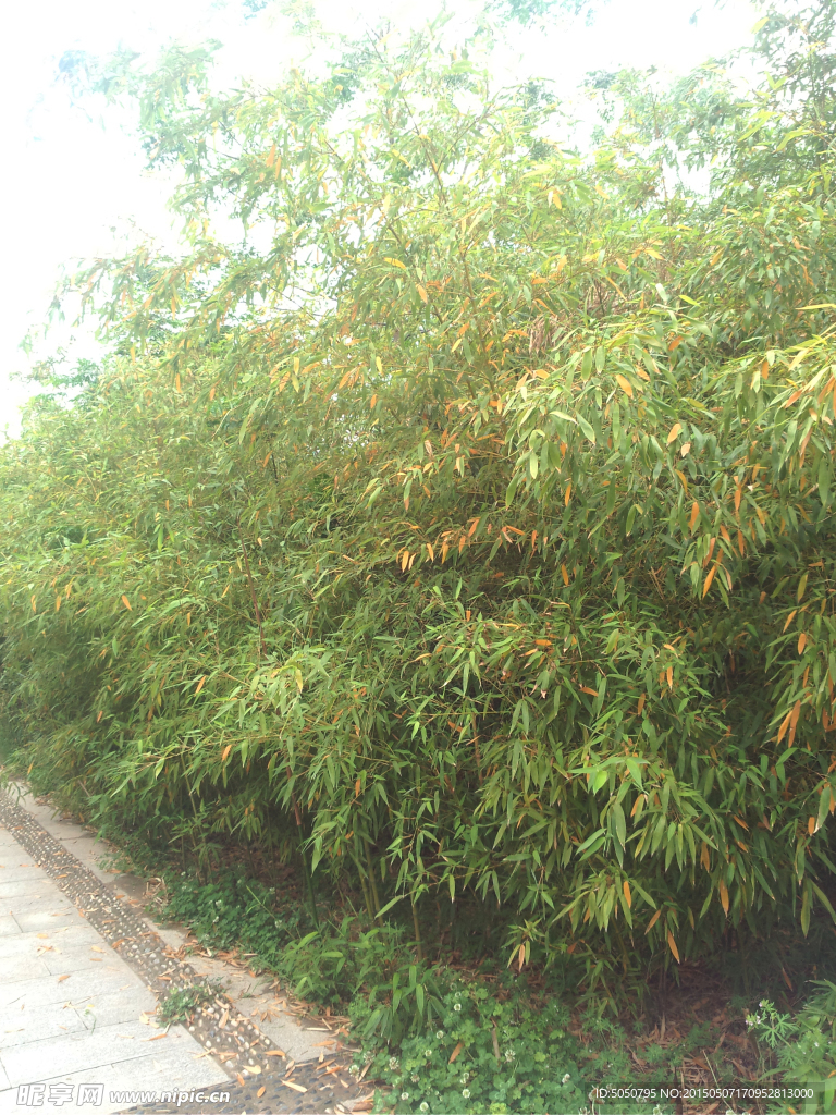 竹林