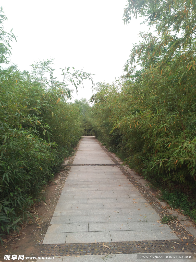 竹林小道