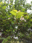 白色花树