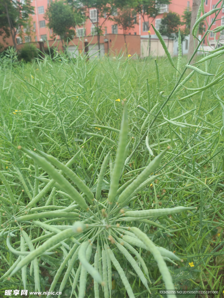 绿油油油菜田
