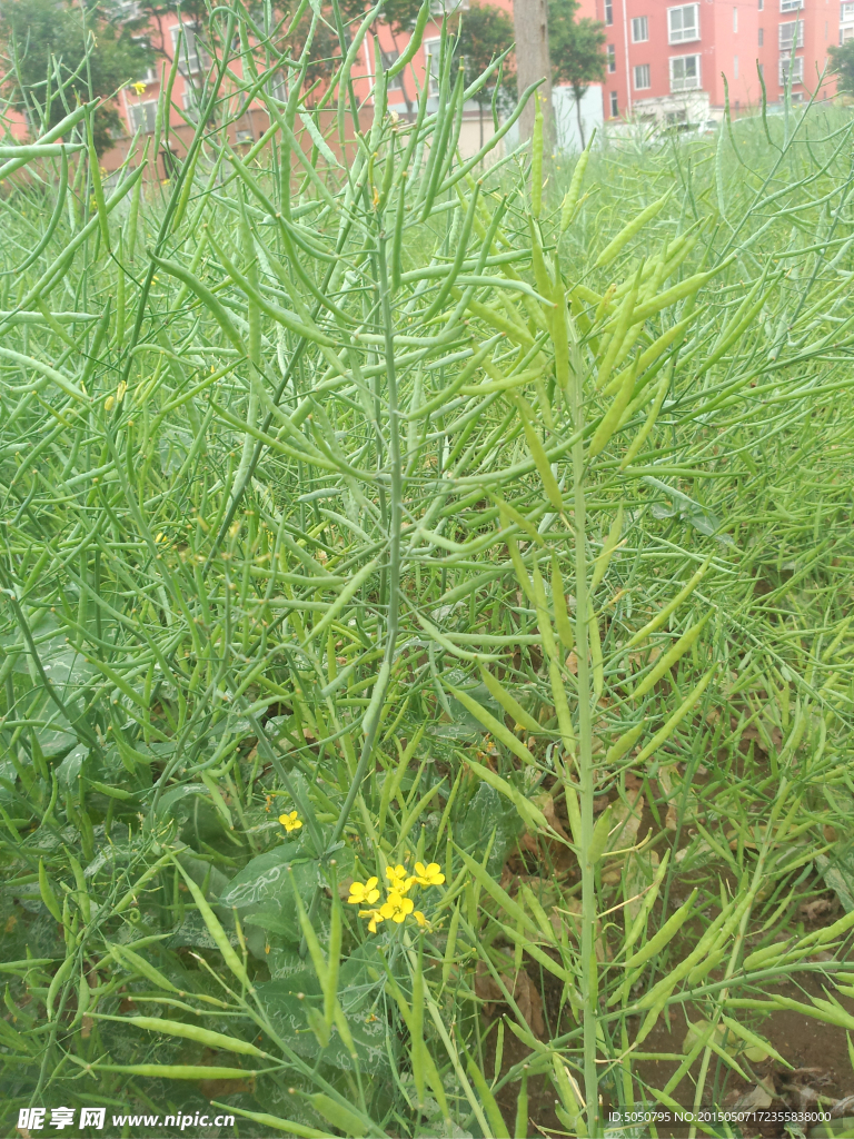 绿油油油菜田