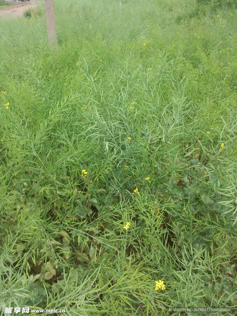 绿油油油菜田